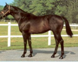 stallion Cimon xx (Thoroughbred, 1978, from Sallust xx)