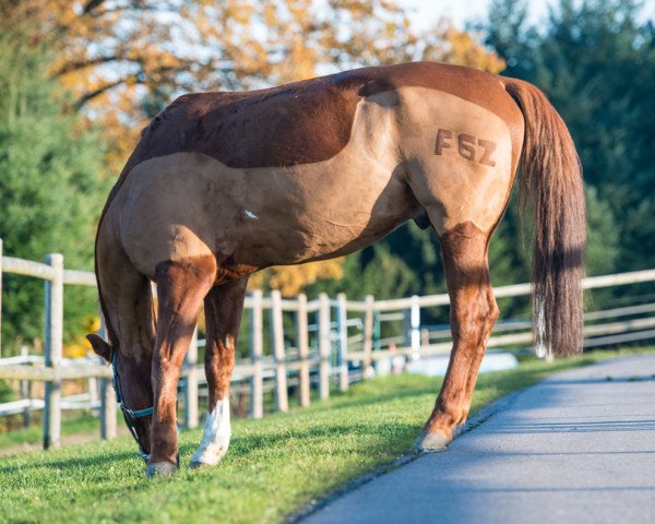 dressage horse Du Little 3 (Mecklenburg, 2001, from D'Olympic)