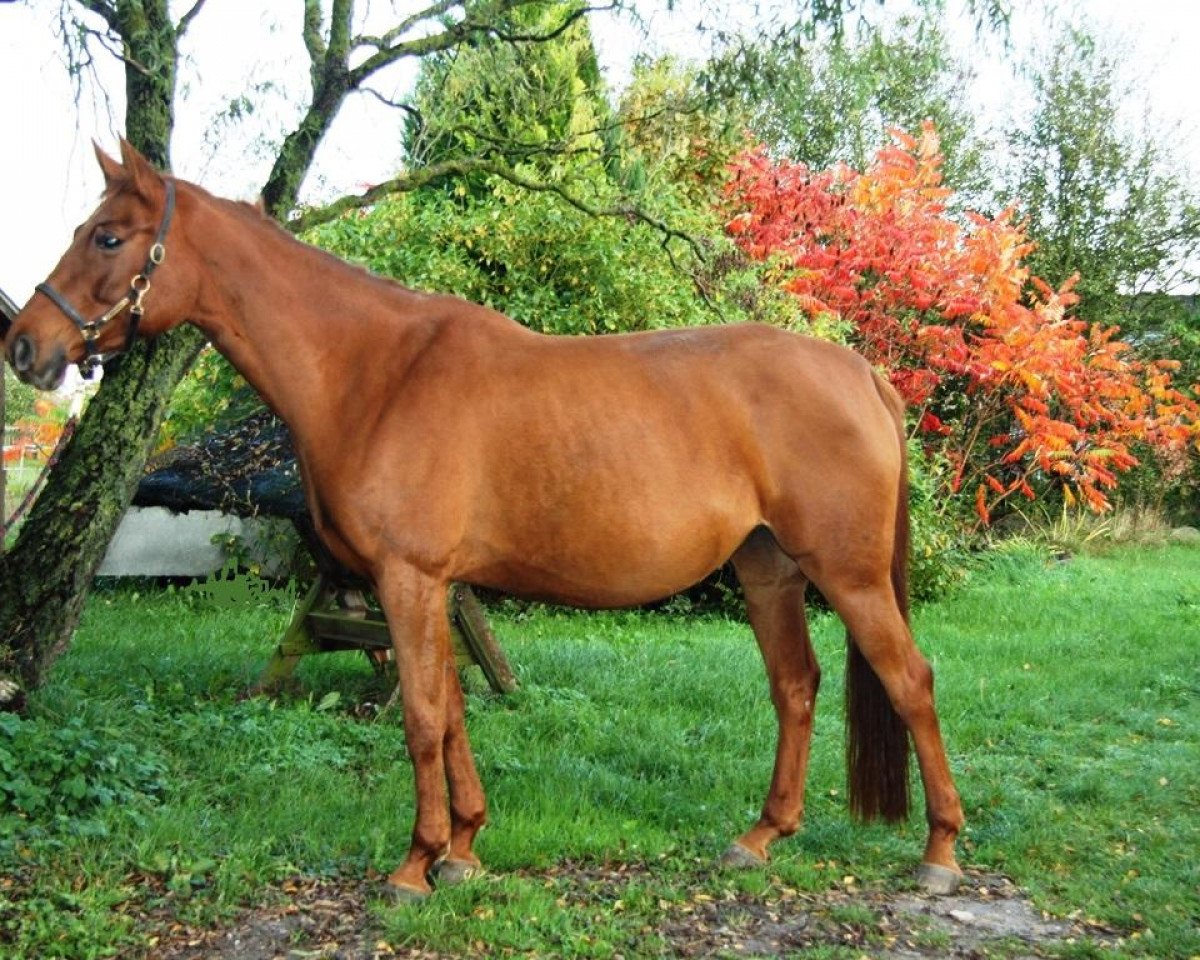 Zuchtstute Serafina 39 (Hannoveraner, 2006, von Stakkato)
