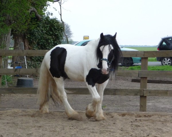 horse Guinness (Tinker / Irish Cob / Gypsy Vanner, 2006, from Glenn)