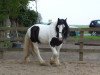 horse Guinness (Tinker / Irish Cob / Gypsy Vanner, 2006, from Glenn)