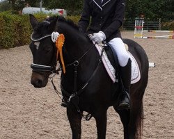 jumper Dalina (German Riding Pony, 2017, from Basall)