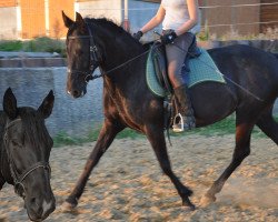 horse Favorita (Pura Raza Espanola (PRE), 2007, from Sonajero X)