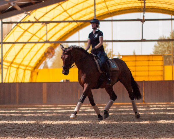 horse Romeo 482 (Oldenburg, 1999, from Ragazzo)