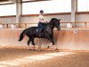 dressage horse Lorenzo 328 (Hanoverian, 2007, from Lord Loxley I)