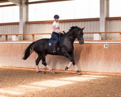 dressage horse Lorenzo 328 (Hanoverian, 2007, from Lord Loxley I)