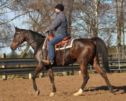 broodmare Ferada ox (Arabian thoroughbred, 2011, from Sabat ox)