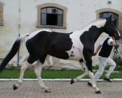 Dressurpferd Diament (Polnisches Warmblut, 2011)