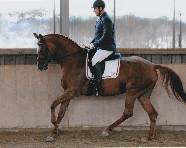 dressage horse Roxana Hit (German Sport Horse, 2009, from Royaldik)