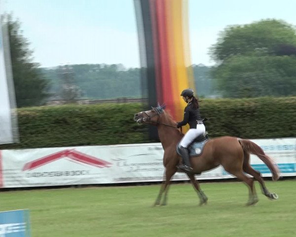 Reitturnier Moringen 2021