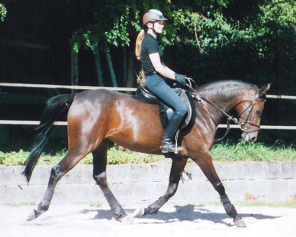 broodmare Indra AA (Anglo-Arabs, 2004, from Marek AA)