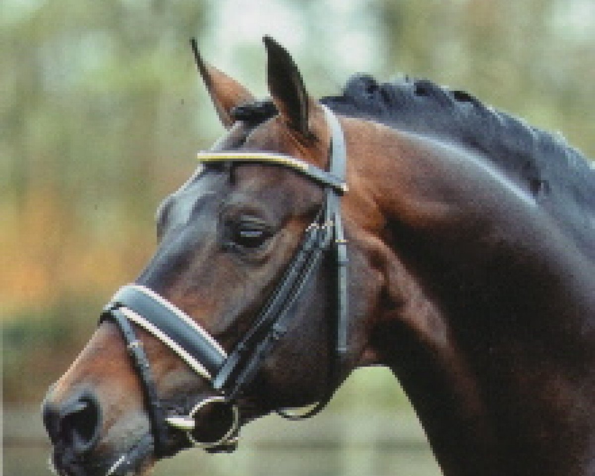 stallion Amman (Zweibrücken, 1992, from Argentinus)