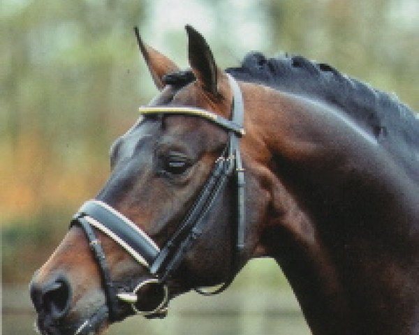 stallion Amman (Zweibrücken, 1992, from Argentinus)
