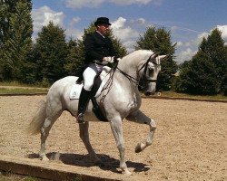 dressage horse Amicelli 67 (Oldenburg show jumper, 2002, from Amman)