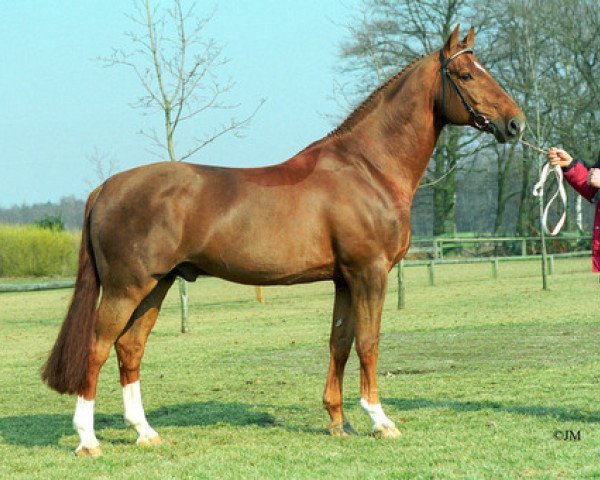 stallion Witmar Alazan (KWPN (Royal Dutch Sporthorse), 1980, from Amor)