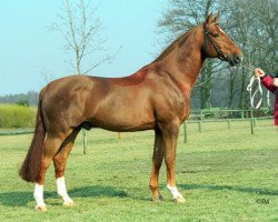 stallion Witmar Alazan (KWPN (Royal Dutch Sporthorse), 1980, from Amor)