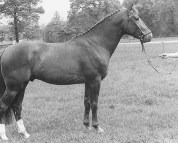 stallion Zandman (KWPN (Royal Dutch Sporthorse), 1981, from Amor)