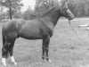 stallion Zandman (KWPN (Royal Dutch Sporthorse), 1981, from Amor)