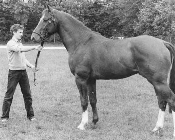 stallion Zuidpool (Royal Warmblood Studbook of the Netherlands (KWPN), 1981, from Amor)