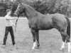 stallion Zuidpool (Dutch Warmblood, 1981, from Amor)