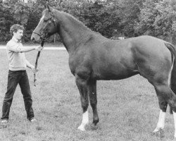 Deckhengst Zuidpool (KWPN (Niederländisches Warmblut), 1981, von Amor)