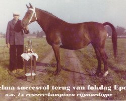 broodmare Zelma (Gelderland, 1958, from Odin van Wittenstein)