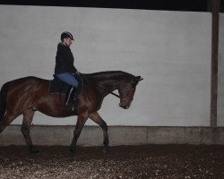 dressage horse Cargono (Mecklenburg, 2006, from Carkoso)