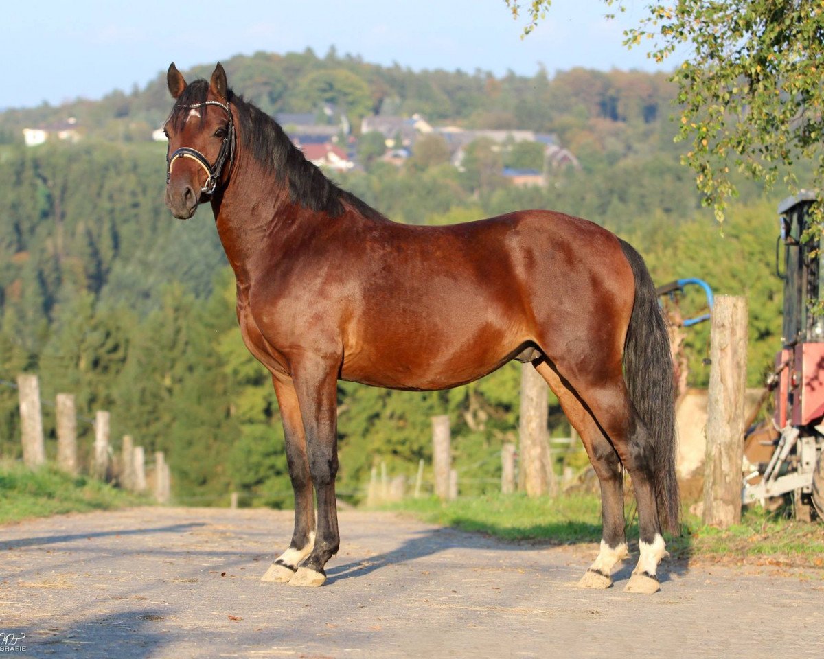 dressage horse Granatsplitter (German Riding Pony, 2012, from Golden Rock)