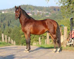 horse Granatsplitter (German Riding Pony, 2012, from Golden Rock)