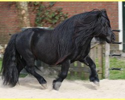 Deckhengst Amigo v.d. Garderenshof (Shetland Pony, 2007, von Scot van de Garderenshof)