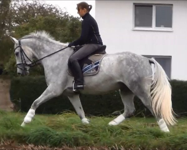 dressage horse Baccelli (Hanoverian, 2008, from Harmony's Baroncelli)