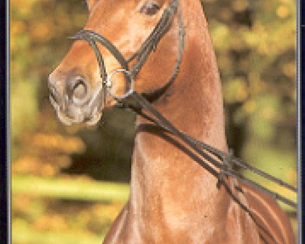 stallion Las Casas (Rhinelander, 1998, from Lancer II)
