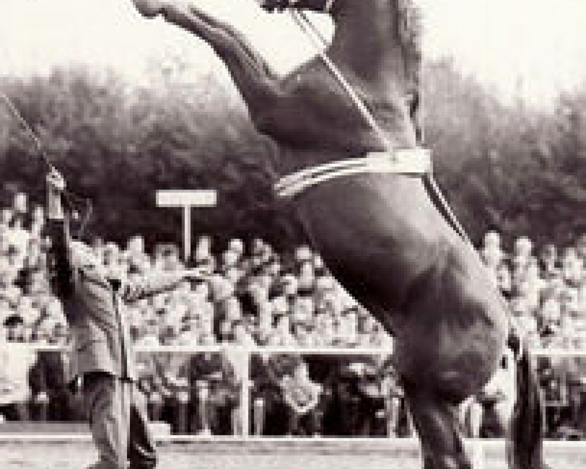 stallion Dirigent (Trakehner, 1964, from Almanach)