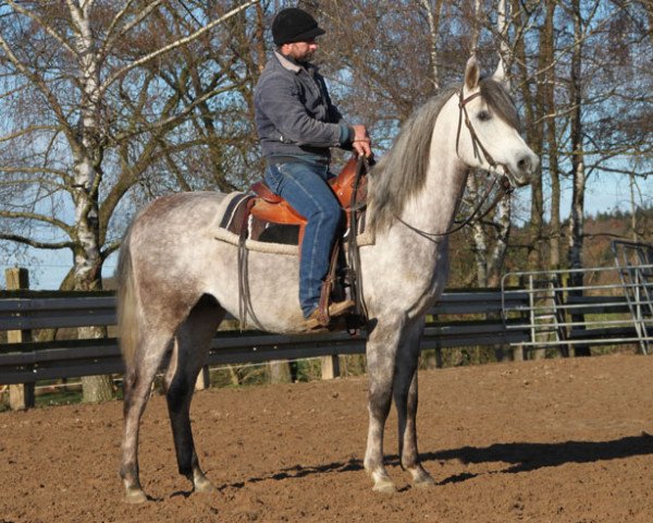 horse Pinus (Arabian thoroughbred, 2011, from Piaff ox)