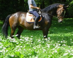 horse Aston (Boraks - Armenia) (Polish Warmblood, 2007, from Boraks)