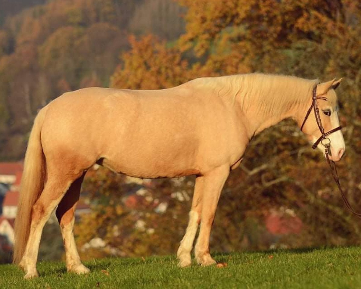Dressurpferd Falbala (Deutsches Reitpony, 2015, von Creme Brulee v.H.)