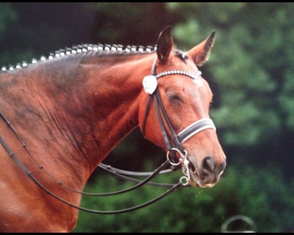 Pferd Ruben 20 (Bayer, 1995, von Roy Black)