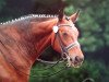 horse Ruben 20 (Bavarian, 1995, from Roy Black)