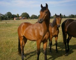 dressage horse Navalino 3 (German Riding Pony, 2013, from Nemax)