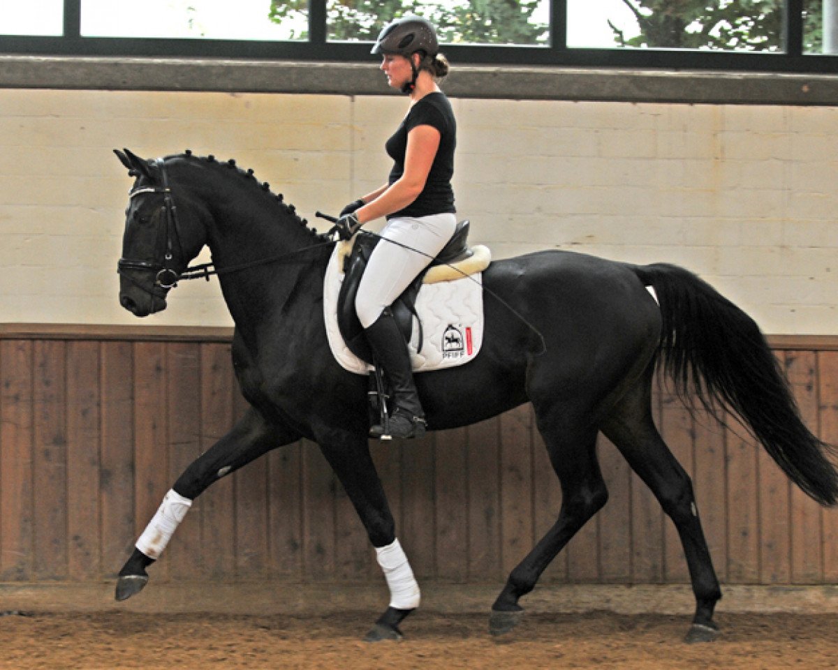 Dressurpferd Rubinero 21 (Westfale, 2011, von Rubitano)