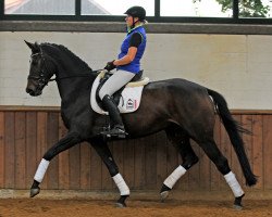 broodmare Faible Fleur (Hanoverian, 2009, from Fürst Romancier)