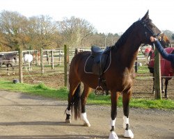 dressage horse Wallach von Fidertanz x De Niro (Oldenburg, 2010, from Fidertanz)