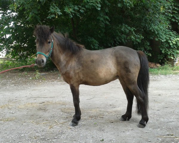 Zuchtstute Gina (Deutsches Classic Pony, 2009, von Gerom v.Schwanenschlag)