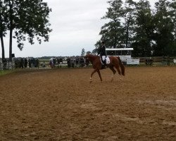 jumper Capilano (Polish Warmblood, 2008, from Czad)