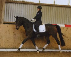 dressage horse Felica (Hanoverian, 2010, from Fürst Nymphenburg)