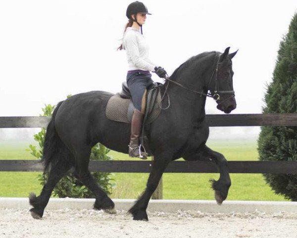 Pferd Anna (Friese, 2007)