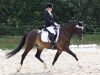 dressage horse Dajan 62 (German Riding Pony, 2003, from Diabolo)