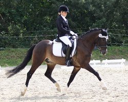 dressage horse Dajan 62 (German Riding Pony, 2003, from Diabolo)