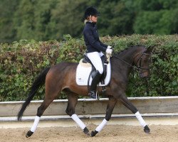 dressage horse Bonomelli (German Riding Pony, 2004, from Boticelli 4)