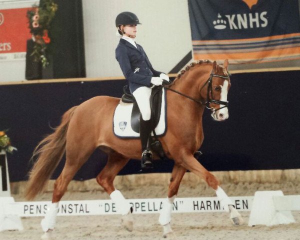 dressage horse Turfhorst Past and Present (Nederlands Welsh Ridepony, 2004, from Speyksbosch Nando)